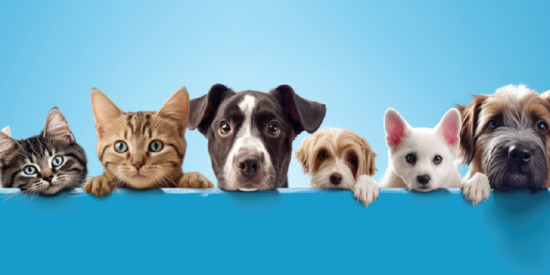 Imagen referente a Convocatoria: 3er Desfile Sampedrino de Mascotas