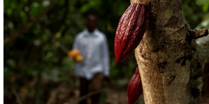 Imagen referente a Concurso Regional de Calidad de Cacao del Tolima