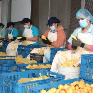 Imagen referente a trabajadoras Asociación Agropecuaria Bioorgánica - Asabio
