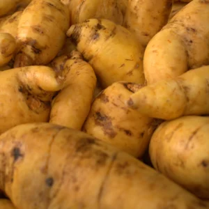 Arracachas frescas amarillas con piel, recién cosechadas, apiladas para su venta en mercado local.