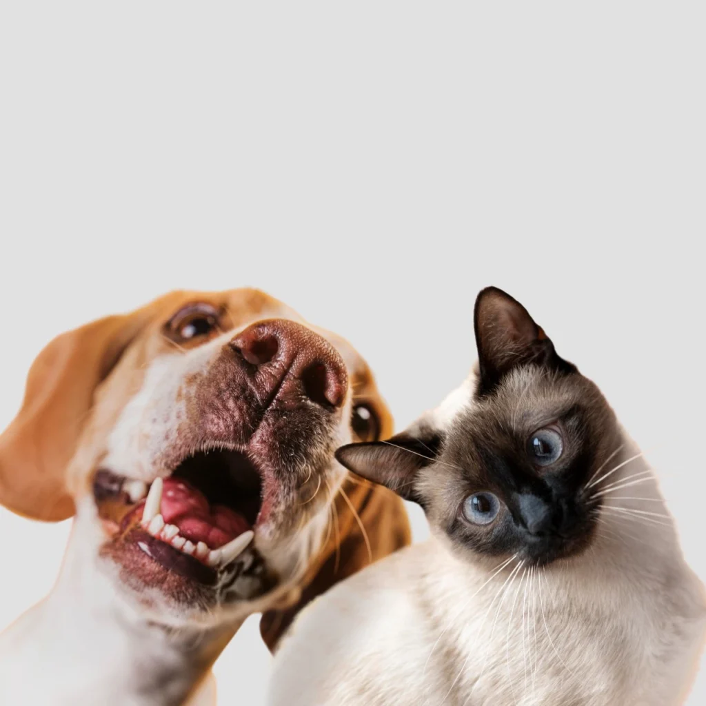 Imagen stock mascotas