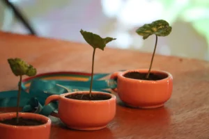 Ibagué café festival