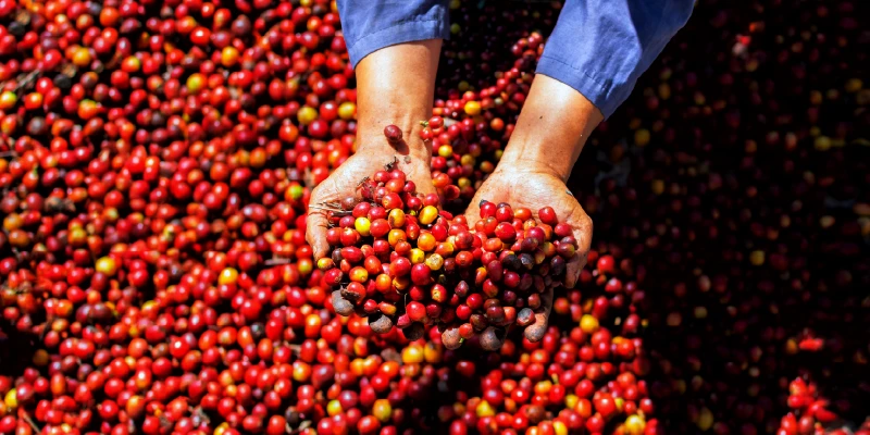 Imagen stock granos de café